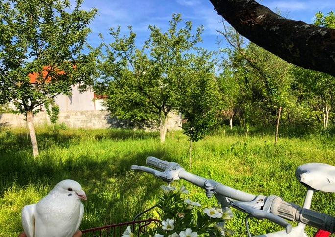 Brvnara Borovik Villa Cetinje Eksteriør bilde