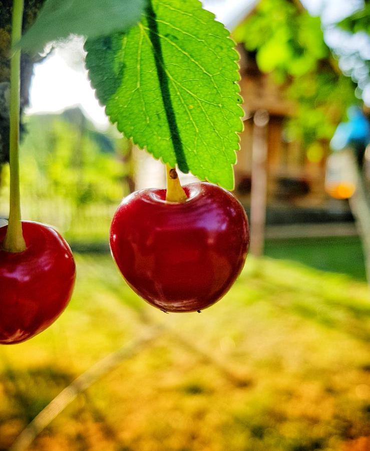 Brvnara Borovik Villa Cetinje Eksteriør bilde